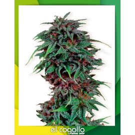 Durban Poison Regular