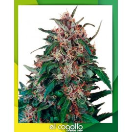 Hollands Hope Regular