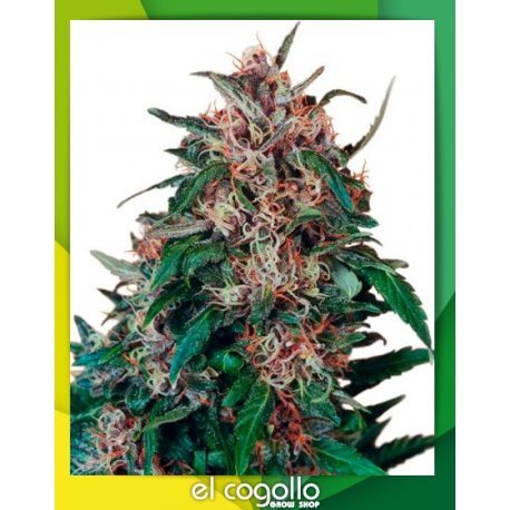 Hollands Hope Regular