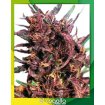 Purple 1 Regular
