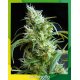 Flas Black 2