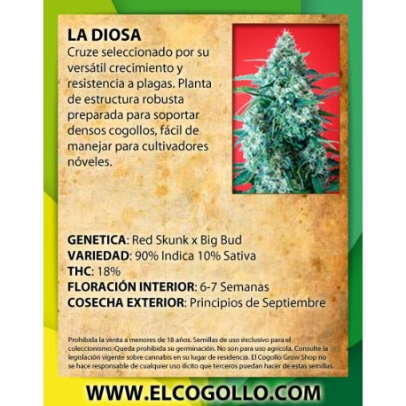 La Diosa 5 semillas