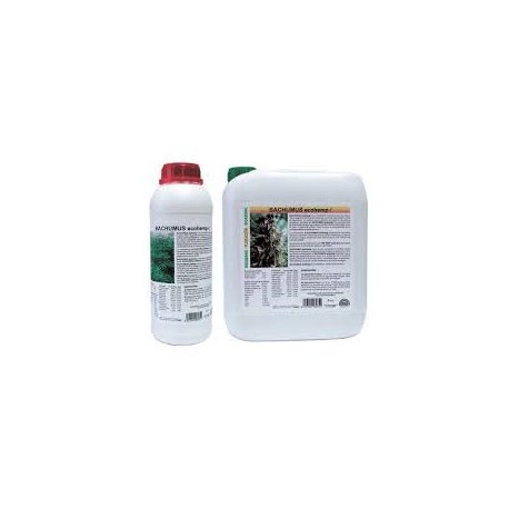 Bachumus Ecohemp Floración