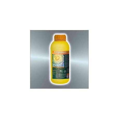 Bachumus Evolution Floración