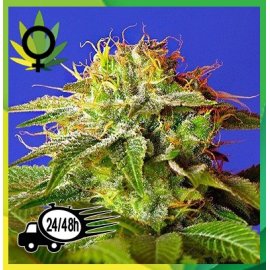 Green Poison