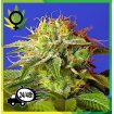 Green Poison