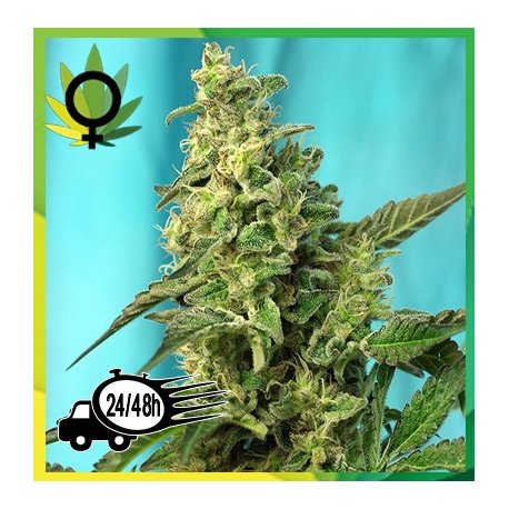 Green Poison F1 Fast Version