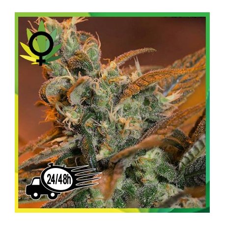 Cream Caramel F1 Fast Version 3 semillas