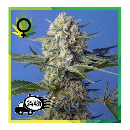 Sweet Cheese F1 Fast Version 3 semillas