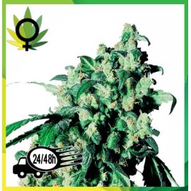 Super Skunk