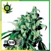 Super Skunk