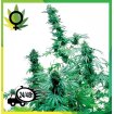Early Skunk