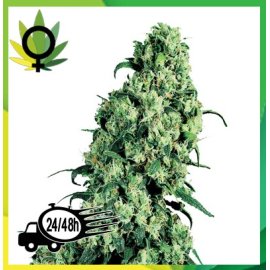 Skunk 1