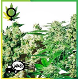 Feminized Mix