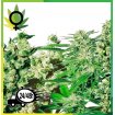 Feminized Mix