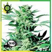 Shiva Skunk