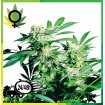 Skunk Kush