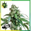 Jack Flash 5