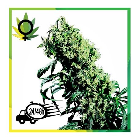 Northerm Lights 5 X Haze