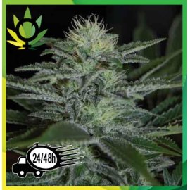 White Widow