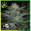 White Widow Pyramid