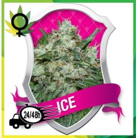 Ice