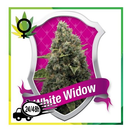 White Widow