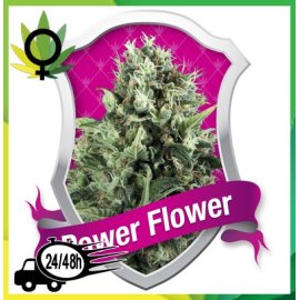 Power Flower