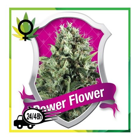 Power Flower