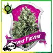 Power Flower