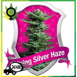 Shining Silver Haze
