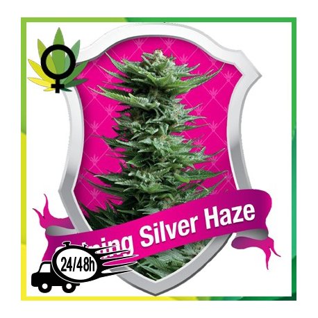 Shining Silver Haze