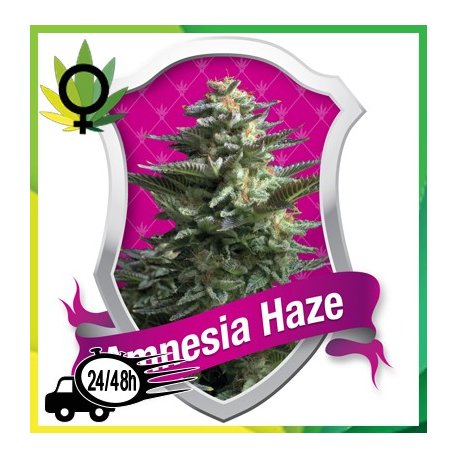 Amnesia Haze