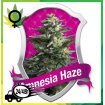 Amnesia Haze