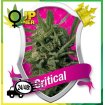 Critical Royal