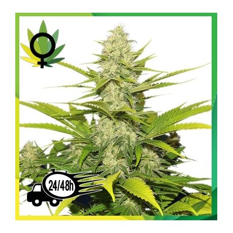 Skunk 1