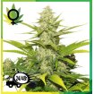 Skunk XL Royal