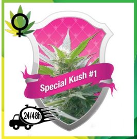 Special Kush 1