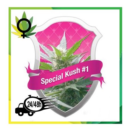 Special Kush 1