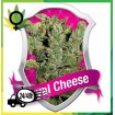 Royal Cheese Fast Flowering
