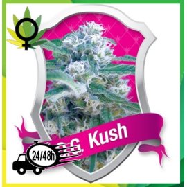 O.G. Kush