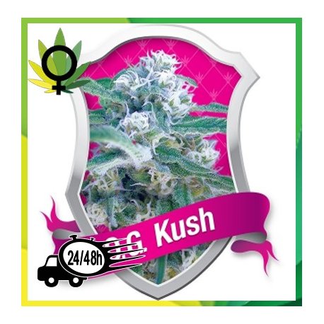 O.G. Kush