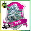 O.G. Kush