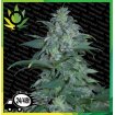 Magic Bud