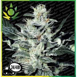Sensi Star