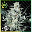 Sensi Star