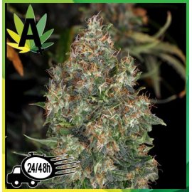 Skunk Automatic
