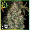 Skunk 1 Automatic Sensi Seeds