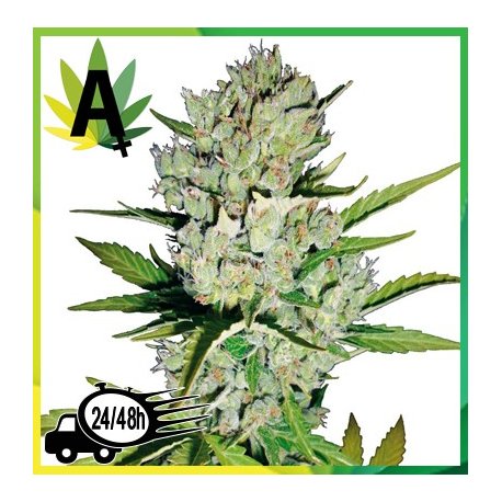 Super Skunk Automatic