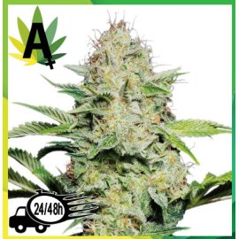Sensi Skunk Autofloreciente